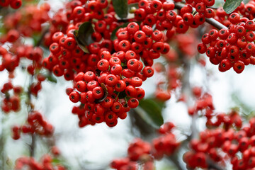 Pyroacanthus plants for Chinese medicinal materials