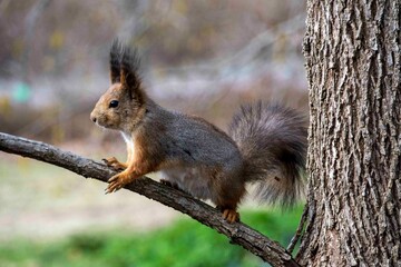 The squirrel (Sciurus vulgaris)