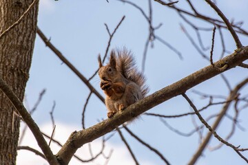 The squirrel (Sciurus vulgaris)