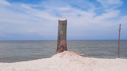 tree trunk cut off on the beach