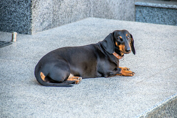 Beautiful dachshund dog lying on the gray floor