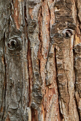 Bark of Chamaecyparis lawsoniana, Lawson cypress known as Port Orford cedar texture, close up. Old tree trunk
