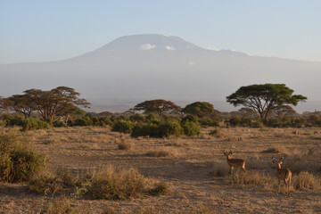 giraffe in the savannah