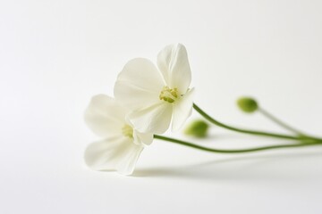 Fototapeta premium A single white flower sitting on a white surface