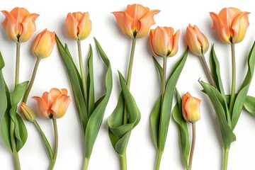 Naklejka premium Close-up of a row of orange tulips on a white surface, perfect for decorating or gift giving