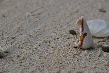 Top view of a sandy beach with collection of seashells and starfish as natural textured background for aesthetic summer design