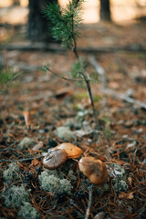 butter mushrooms in the autumn forest