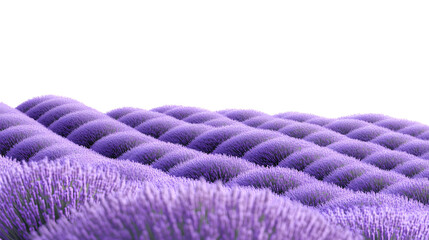 lavender flowers on white background