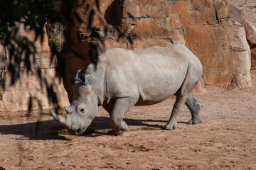 Obraz premium African rhinoceros in the wild