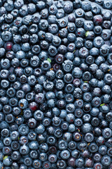 fresh forest blueberry
