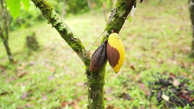 Frosty pod rot, moniliophthora roreri, on cacao pod on plantation, fungi, disease, indonesia
