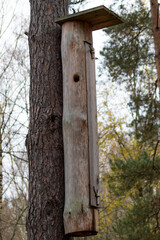 Close-Up of a Forest Beehive on a Tree Amidst Lush Green Foliage in a Serene Forest Setting