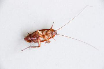 Cockroaches die on the floor, Dead cockroach on white background.