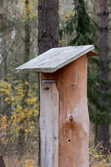 Close-Up of a Forest Beehive on a Tree Amidst Lush Green Foliage in a Serene Forest Setting