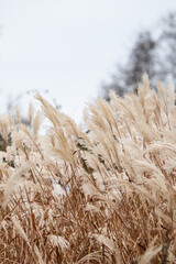 Fototapeta premium Close-Up of Miscanthus Sinensis (Chinese Silver Grass) Gently Bending in the Wind Under Natural Light, Showcasing Graceful Feathery Plumes