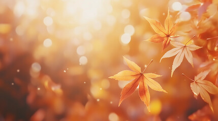 Beautiful orange and golden autumn maple leaves with blurred park background in sunlight