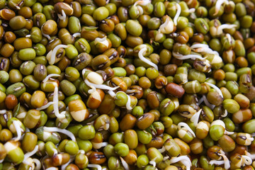 Pile of mung beans seed sprouts, sprouted mung beans before planting. Plant seeds