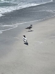 birds on the beach
