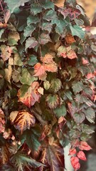 Red ivy leaves on wall. Autumn colours background with space.