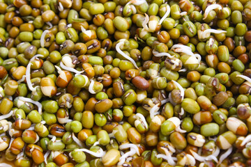 Pile of mung beans seed sprouts, sprouted mung beans before planting. Plant seeds