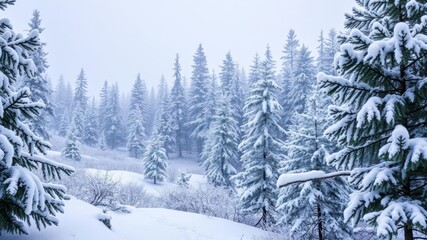 Naklejka premium Snowy forest landscape with pine trees covered in snow, creating a magical winter wonderland, nature, frost