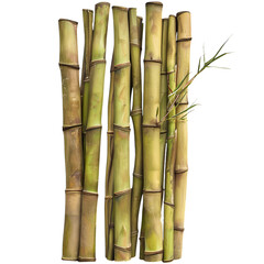 Obraz premium green bamboo on white background