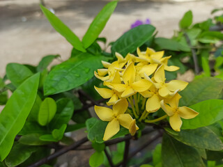 Obraz premium yellow flowers in the garden