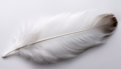 white feather isolated white background
