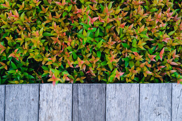 Colorful Green and Red Leaves Bordering Rustic Wooden Planks. Vibrant Natural Texture with Contrasting Garden Foliage and Aged Timber Flooring