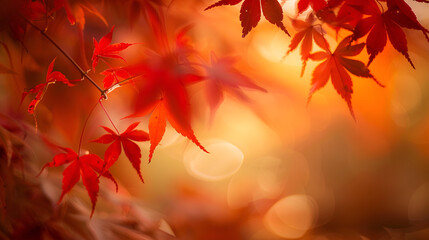 Deep Autumn Maple Leaves Red Maple Tree Autumn Colors Beautiful Wallpaper
