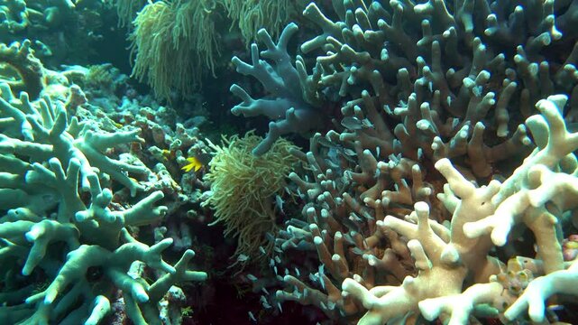 A school of swallowtail puller fish swim on a coral reef.