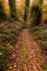 Naklejka premium Autumn forest