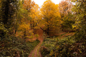 Autumn forest