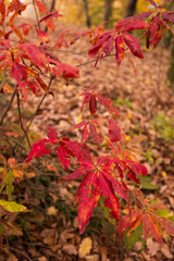 plant close up in autumn forest