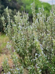Close-up of a blooming rosemary flower (Rosmarinus officinalis), showcasing its purple blooms and green leaves. Ideal for projects related to nature, gardening, or aromatic herbs.