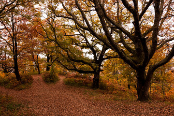 Autumn forest