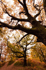 Fototapeta premium Autumn forest