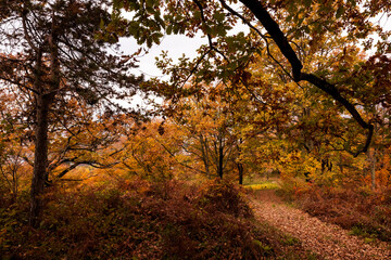 Obraz premium Autumn forest