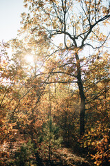 beautiful pine autumn forest in sunny weather