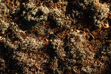 blue moss in autumn sunny forest