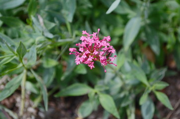 Pink centranthus ruber flowers blooming outdoors in puglia, italy, under a partially cloudy sky, capturing their vibrant beauty in a natural setting.