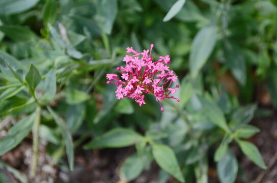 Pink centranthus ruber flowers blooming outdoors in puglia, italy, under a partially cloudy sky, capturing their vibrant beauty in a natural setting.