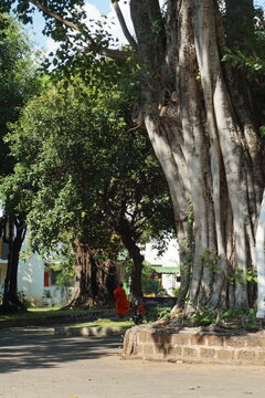 A serene temple courtyard featuring a majestic tree with gnarled roots and a Buddhist monk meditating in the shade, creating a peaceful and spiritual atmosphere.