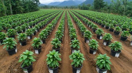 A lush field of potted plants arranged in neat rows, surrounded by mountains and greenery, showcasing a thriving agricultural environment.