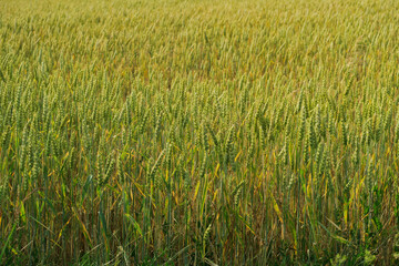 A lush, green wheat field with tall, mature wheat plants swaying gently. The image captures the density and uniformity of the crop, indicating a healthy and well-maintained agricultural field.