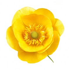 Bright Yellow Buttercup Flower Isolated on White Background