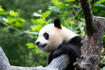 Obraz premium Male Panda Returned from USA, Xiao Qi Ji, Wolong Panda Base, China