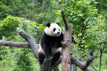 Male Panda Returned from USA, Xiao Qi Ji, Wolong Panda Base, China