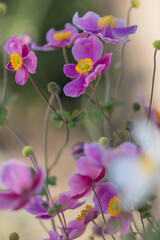 Close-up of pink Japanese anemone blossoms (anemone hupehensis) with blurry foreground and background