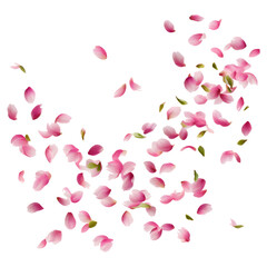 Falling romantic pink rose petals